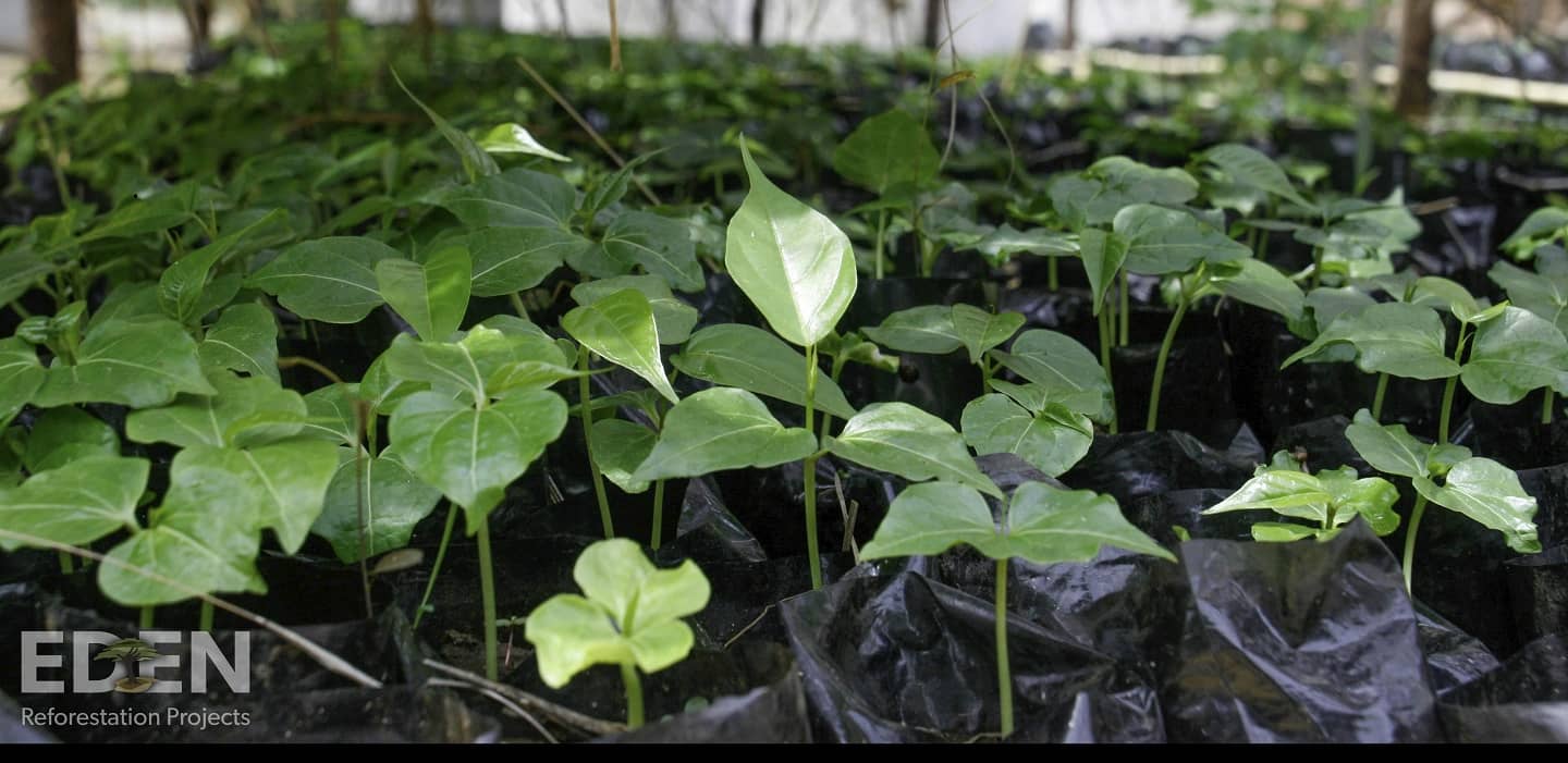 We've planted 50,000 trees!